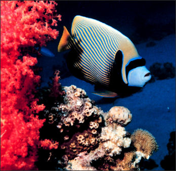 20110307-NOAA reef fish emporer angelfish 2045.jpg